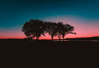 Trees Sunset Horizon Wallpaper