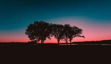 Trees Sunset Horizon Wallpaper