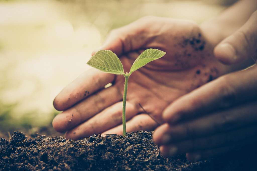 Hands farmer tree growing green and yellow