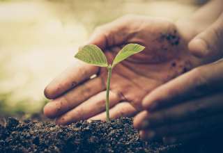 Hands farmer tree growing green and yellow