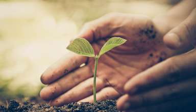 Hands farmer tree growing green and yellow