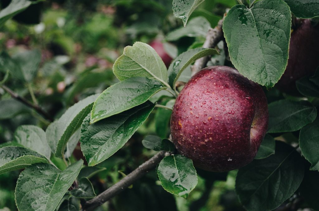 Apple Branch Drops Wallpaper