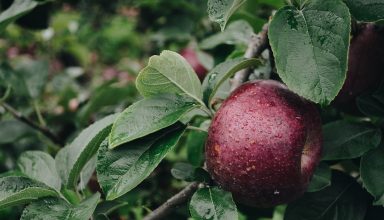 Apple Branch Drops Wallpaper