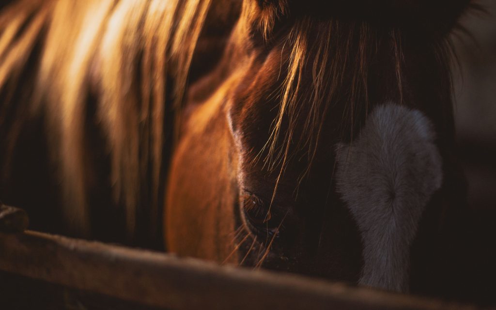 Brown and White Horse Wallpaper