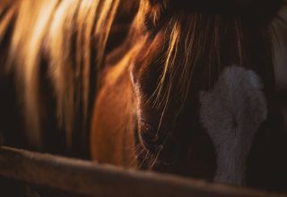 Brown and White Horse Wallpaper