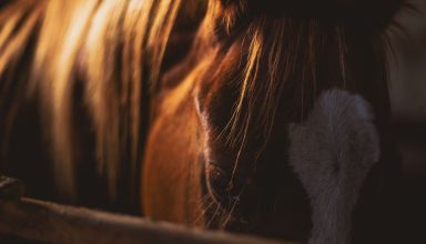 Brown and White Horse Wallpaper