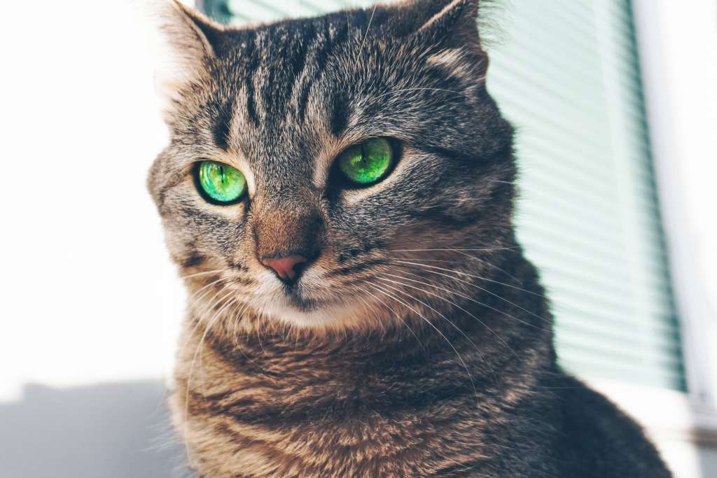 Cat Green Eyed Muzzle Look Wallpaper