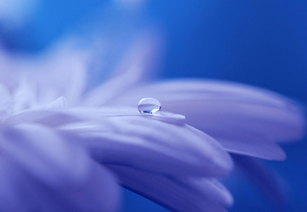 Drop of Water on Flower Wallpaper