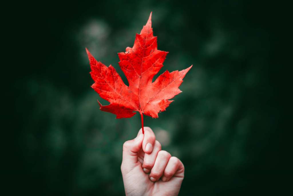 Maple Leaf Autumn Hand Wallpaper