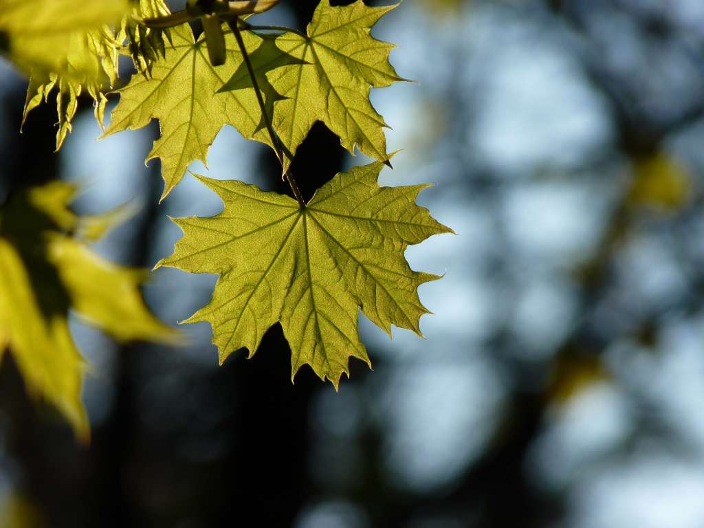 Maple Leaf Blur Wallpaper