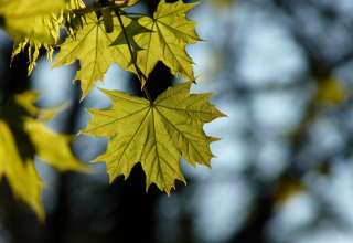 Maple Leaf Blur Wallpaper