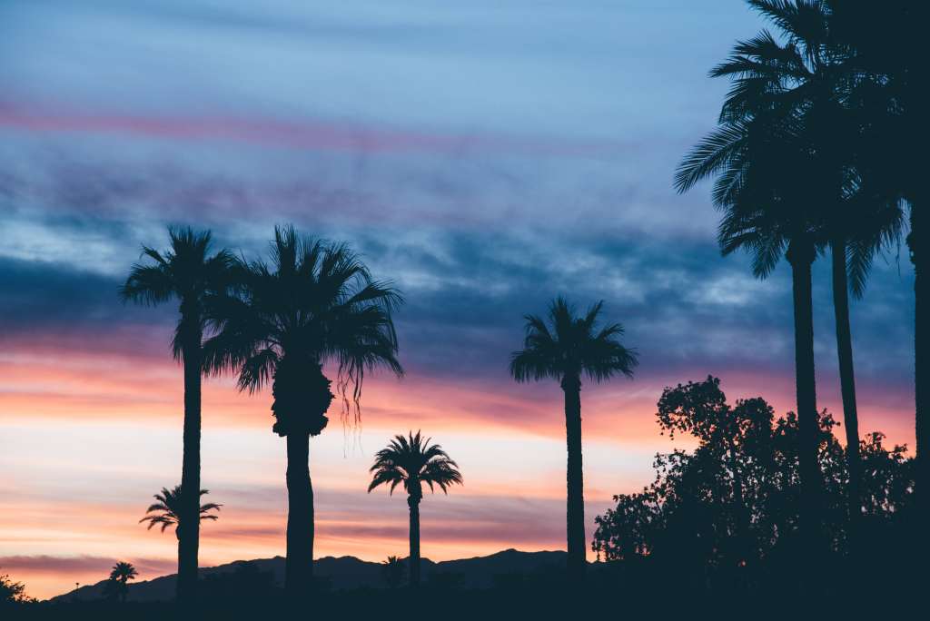 Palms Sunset Sky Wallpaper