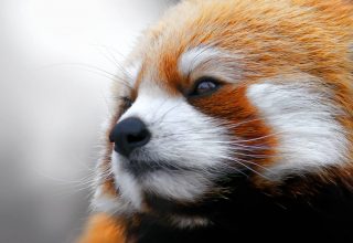 Red Panda Muzzle Fur Wallpaper