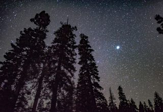 Starry Sky Trees Night Stars Glitter Radiance Wallpaper