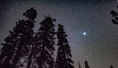 Starry Sky Trees Night Stars Glitter Radiance Wallpaper