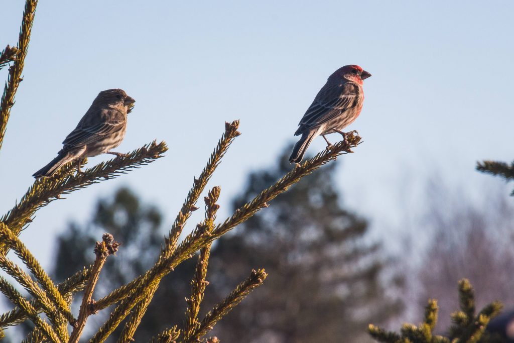 Two Sparrows on Branch Close-up Photography Wallpaper