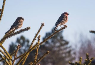 Two Sparrows on Branch Close-up Photography Wallpaper