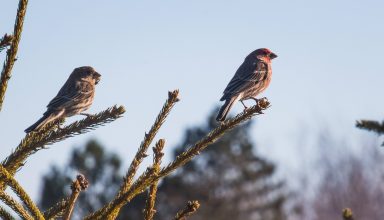 Two Sparrows on Branch Close-up Photography Wallpaper