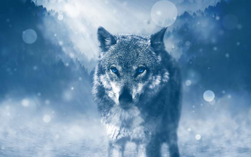 Winter Wolf 4k Wallpaper