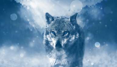 Winter Wolf 4k Wallpaper