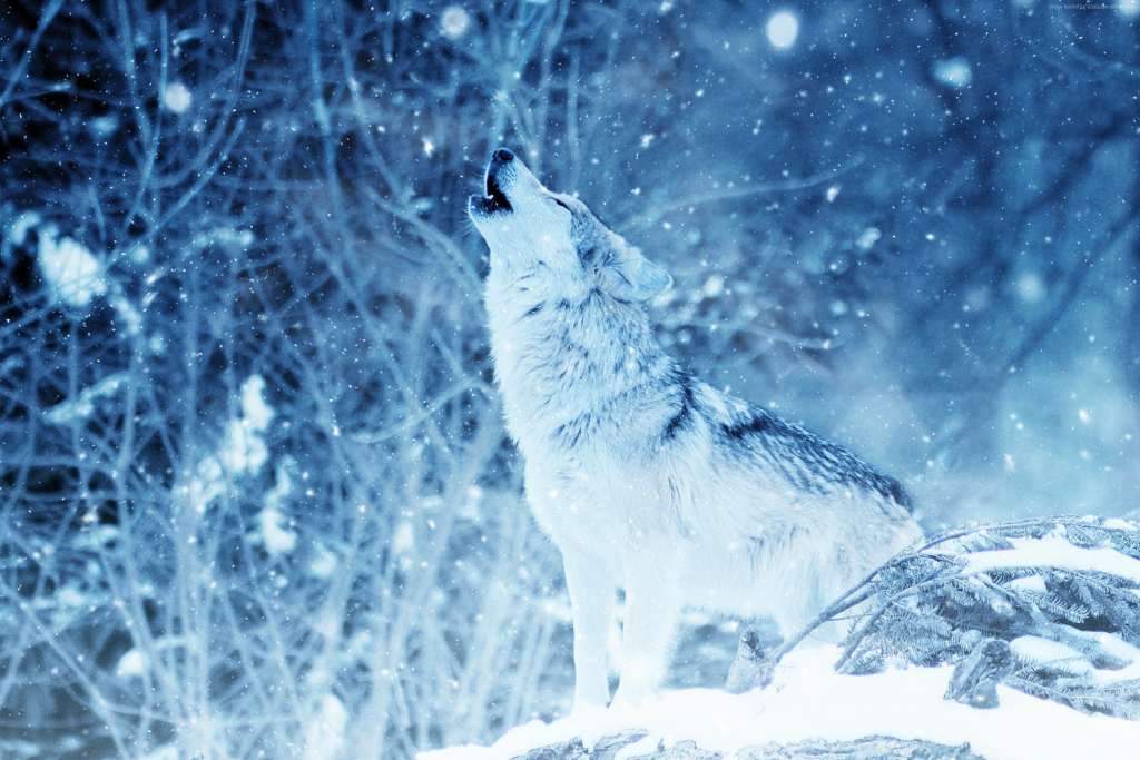 Wolf Winter Snow 4k Wallpaper