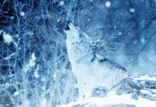 Wolf Winter Snow 4k Wallpaper
