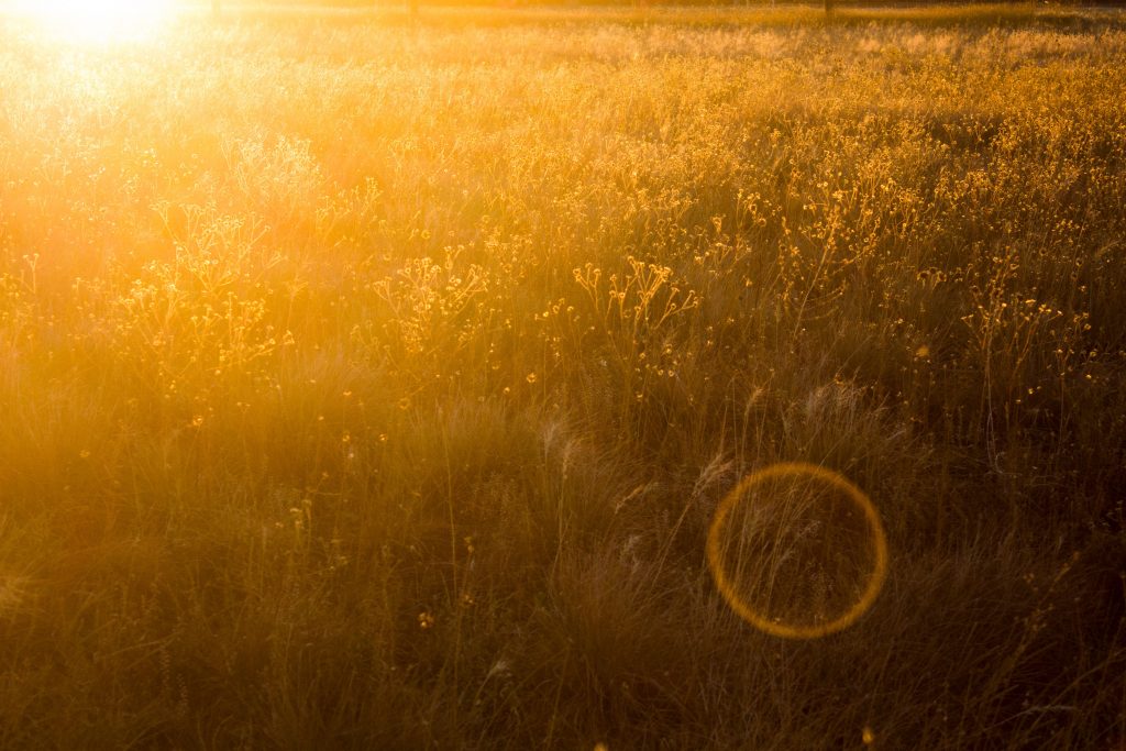 Yellow Field Wallpaper