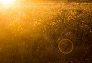 Yellow Field Wallpaper