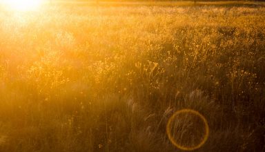 Yellow Field Wallpaper