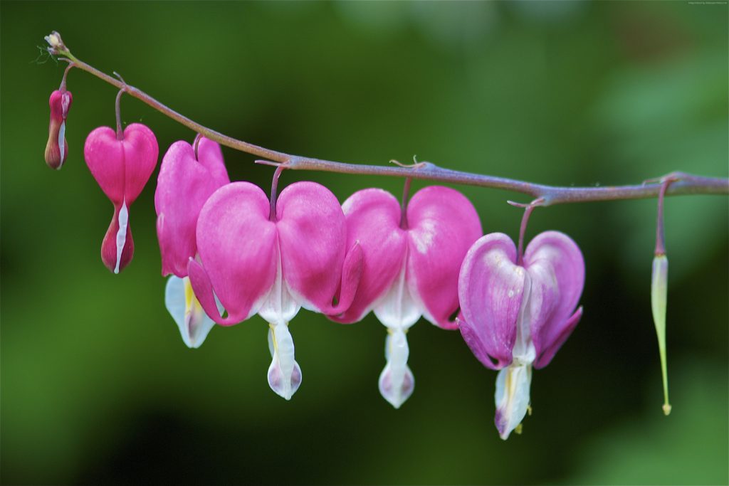 Bleeding Hearts Flowers Wallpaper