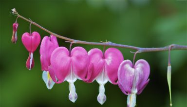 Bleeding Hearts Flowers Wallpaper