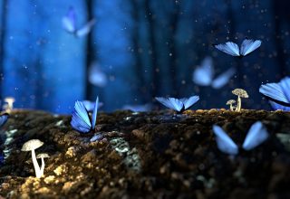 Butterfly Mushrooms Forest Fantasy Wallpaper