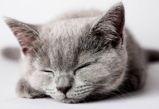 Cat Cute Sleep Wallpaper