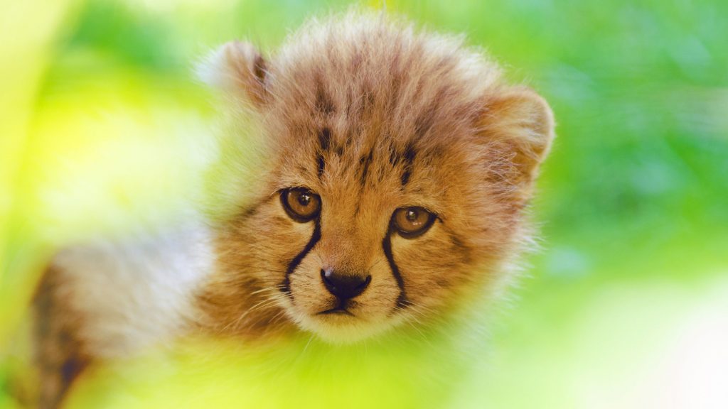 Cheetah Cute Cub 4k Wallpaper