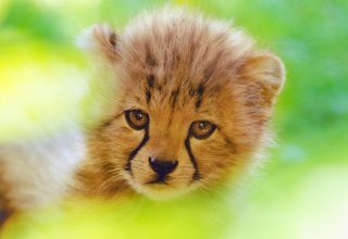 Cheetah Cute Cub 4k Wallpaper