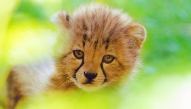Cheetah Cute Cub 4k Wallpaper