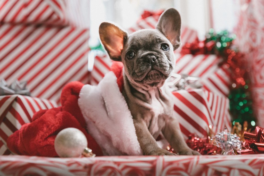 Christmas New Year Puppy Cute Animals 5k Wallpaper