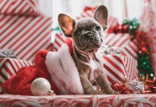 Christmas New Year Puppy Cute Animals 5k Wallpaper