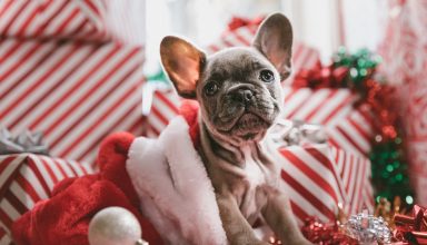 Christmas New Year Puppy Cute Animals 5k Wallpaper