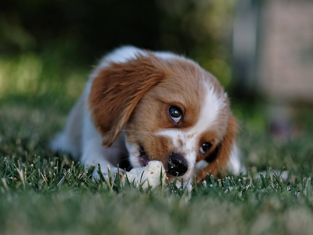 Cute Dog on The Bed Wallpaper