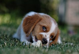 Cute Dog on The Bed Wallpaper