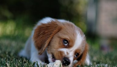 Cute Dog on The Bed Wallpaper