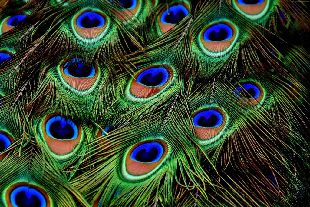 Peacock Feather 4k Wallpaper