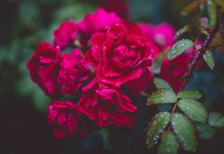 Photography of Red Roses Wallpaper