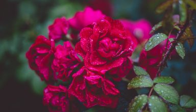 Photography of Red Roses Wallpaper