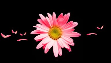 Pink Daisy Flower Wallpaper
