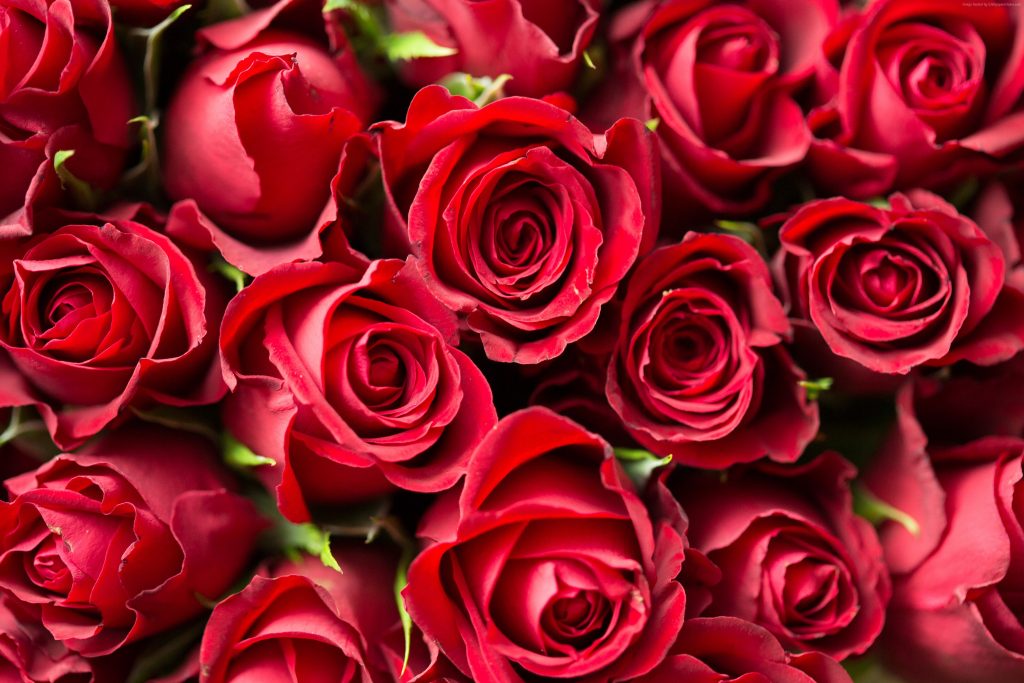 Rose Flower Red 4k Wallpaper