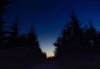 Starry Sky Night Trees Wallpaper