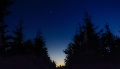 Starry Sky Night Trees Wallpaper