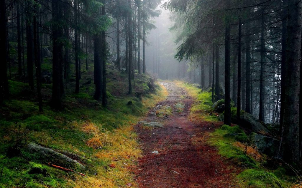 Forest Path Wallpaper